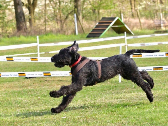 Deja vu vom Stolzenstern