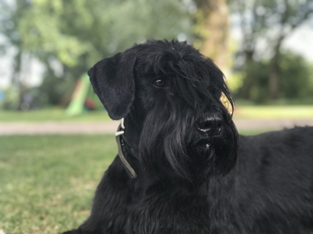 Deja vu vom Stolzenstern