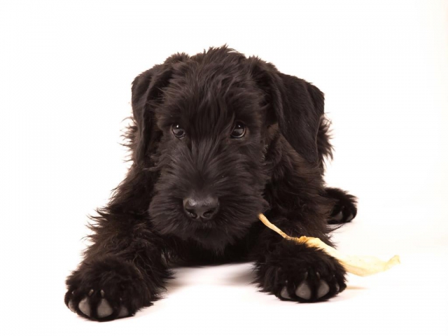 Deja vu vom Stolzenstern