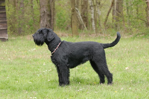 Unique Vom Elfenpütz