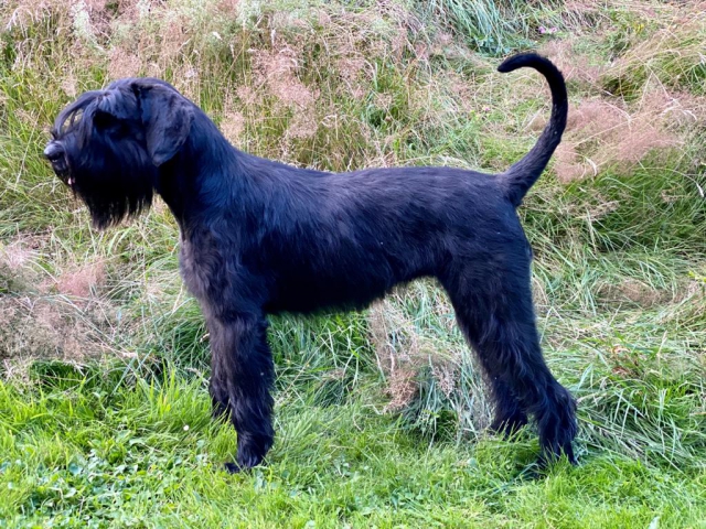 Bea Von Den Eifelpfoten