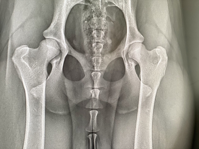 Bea Von Den Eifelpfoten