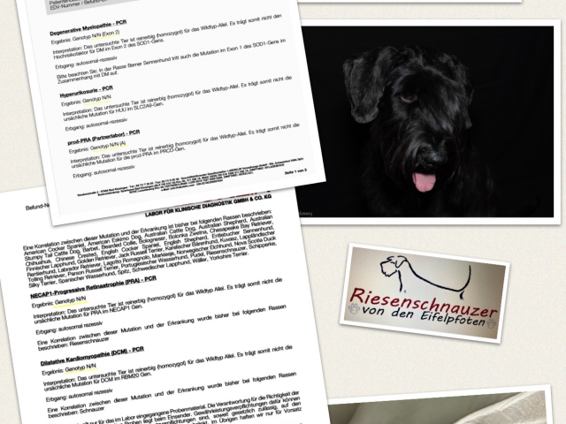 Bea Von Den Eifelpfoten